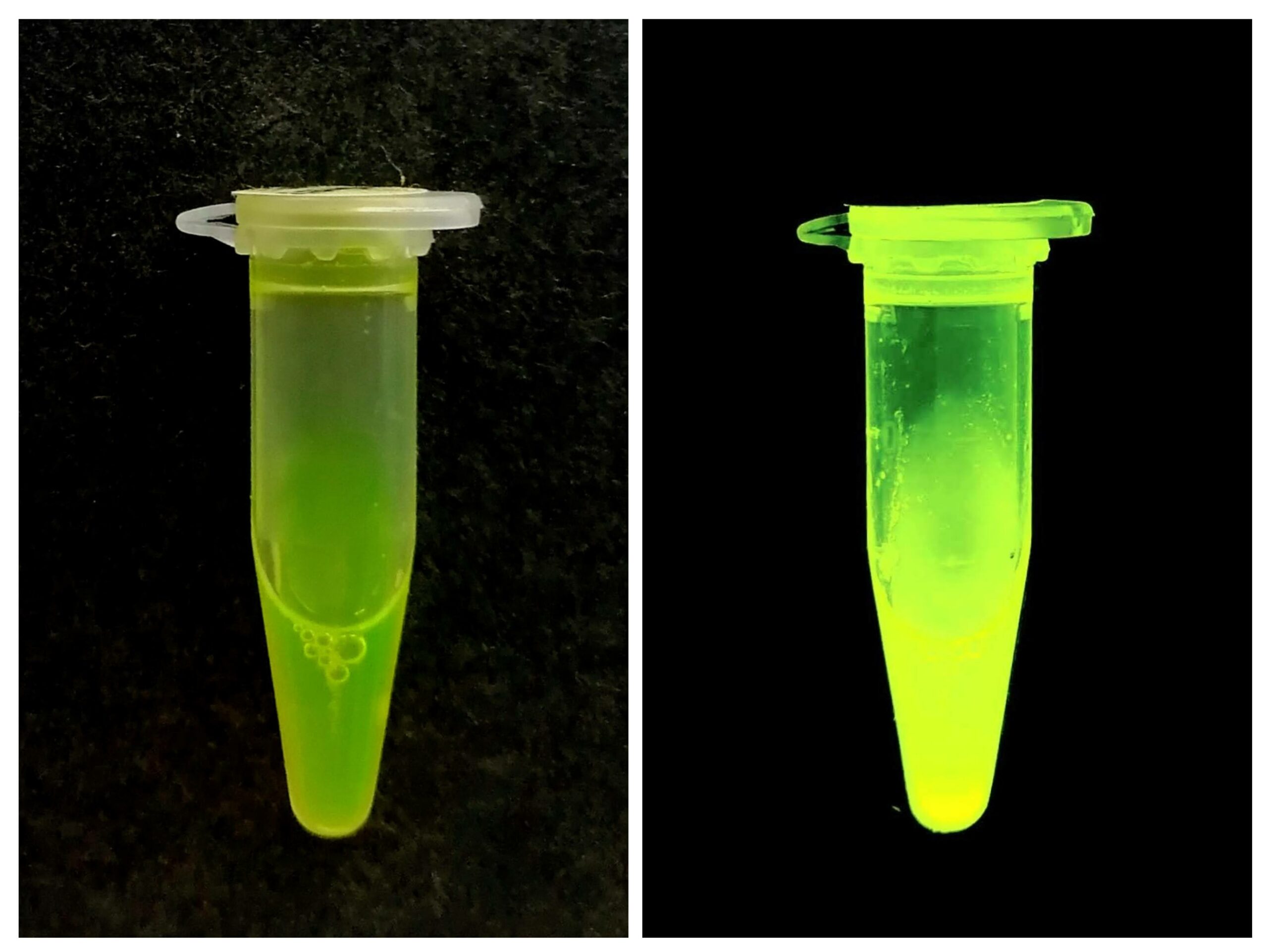 Tubes à essaie remplis de protéine pure et émettant sa fluorescence